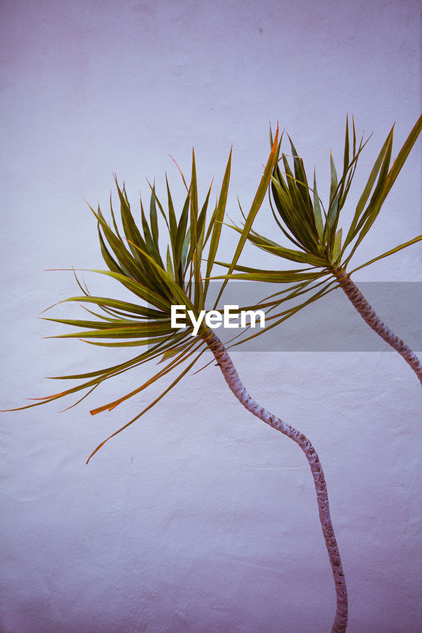 CLOSE-UP OF PLANT ON TABLE AGAINST BLUE BACKGROUND