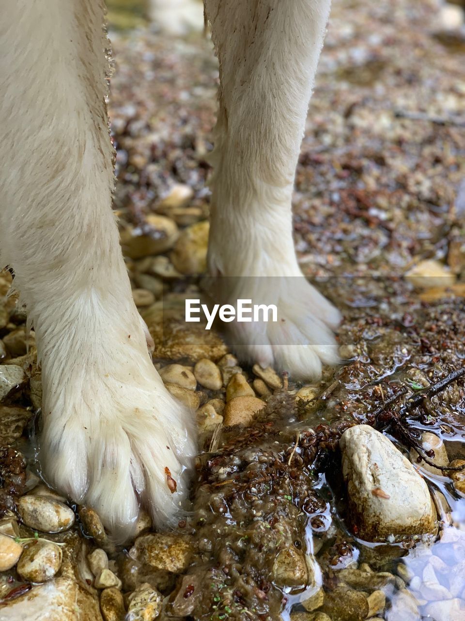 LOW SECTION OF A DOG ON ROCK