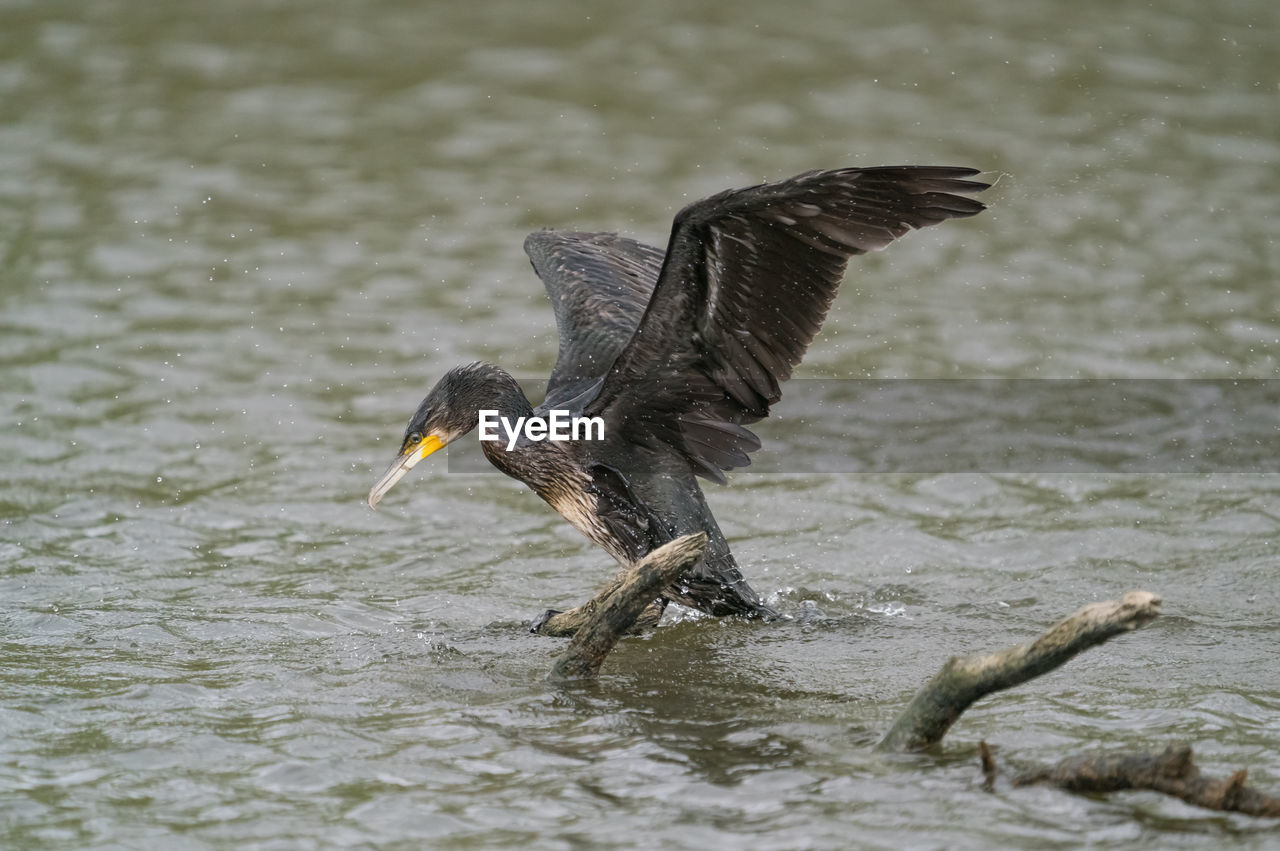 BIRD FLYING IN LAKE