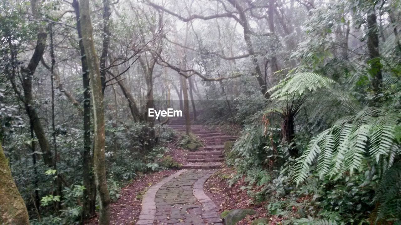 Trail in foggy forest