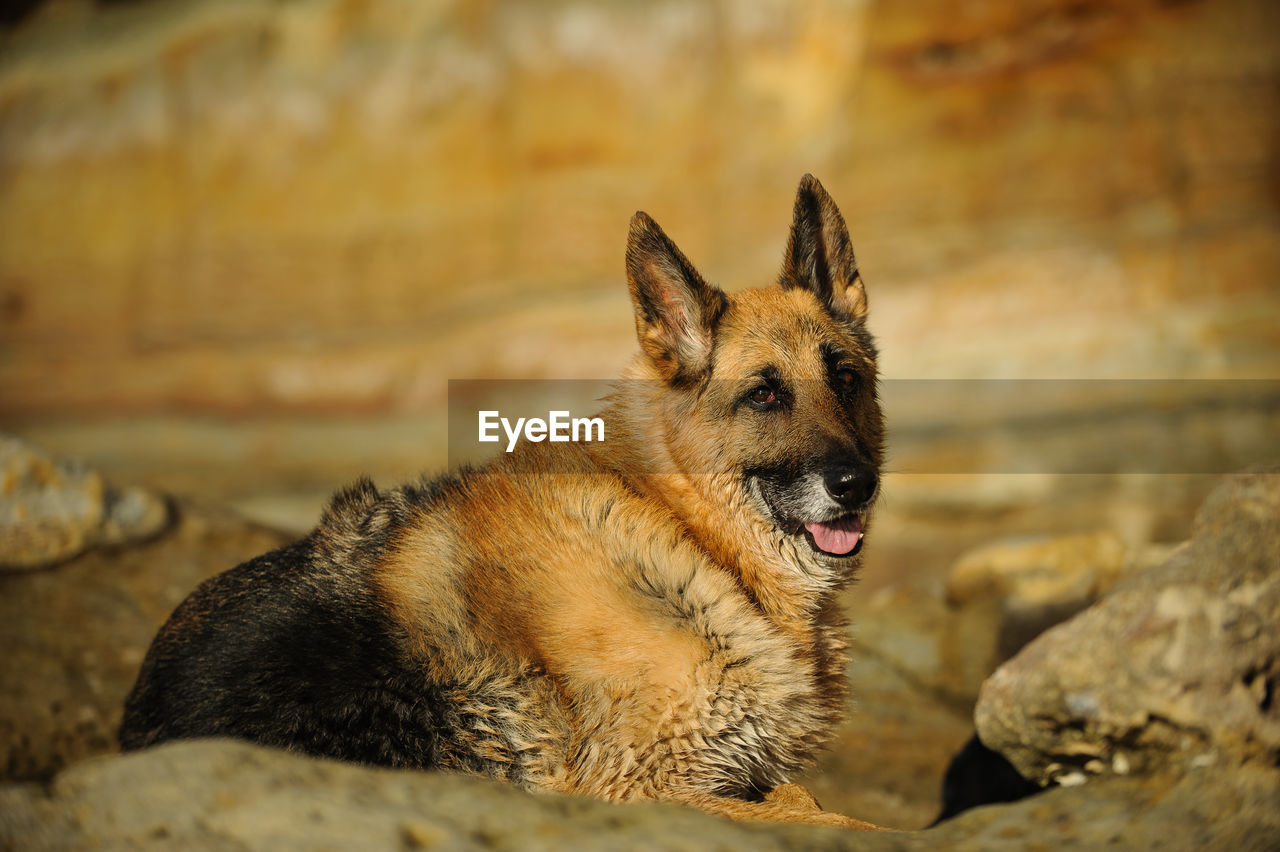 Close-up of german shepherd