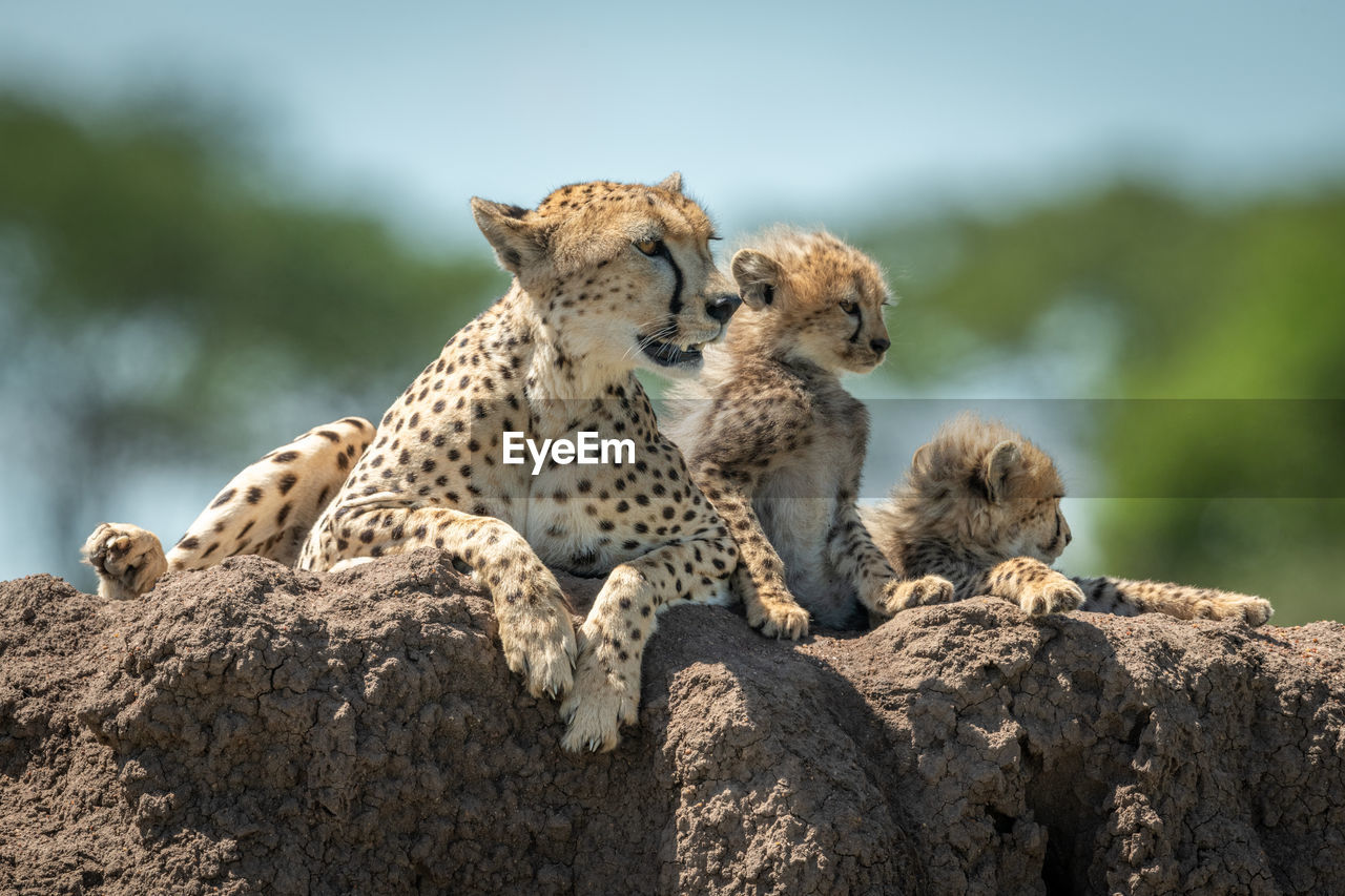 Cheetah family sitting on rock in forest