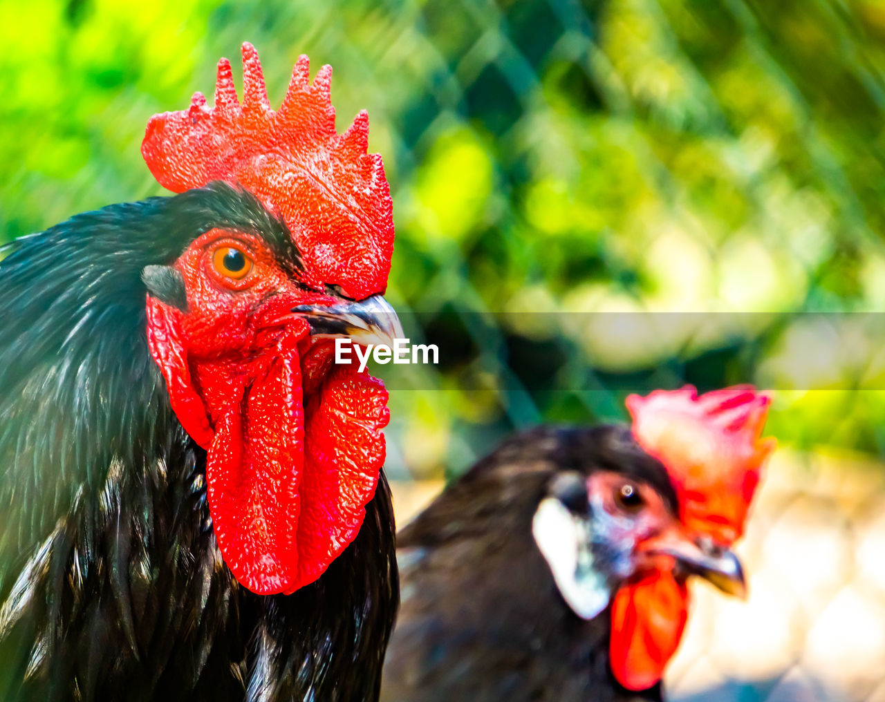 livestock, bird, chicken, animal themes, animal, domestic animals, rooster, pet, agriculture, mammal, comb, farm, cockerel, beak, nature, red, fowl, animal body part, no people, poultry, group of animals, close-up, rural scene, outdoors, focus on foreground, animal head, hen
