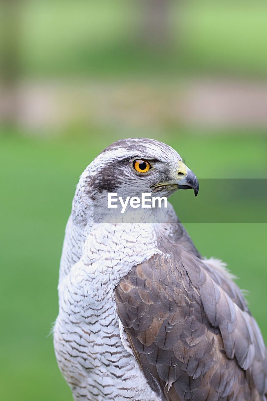 CLOSE-UP PORTRAIT OF EAGLE