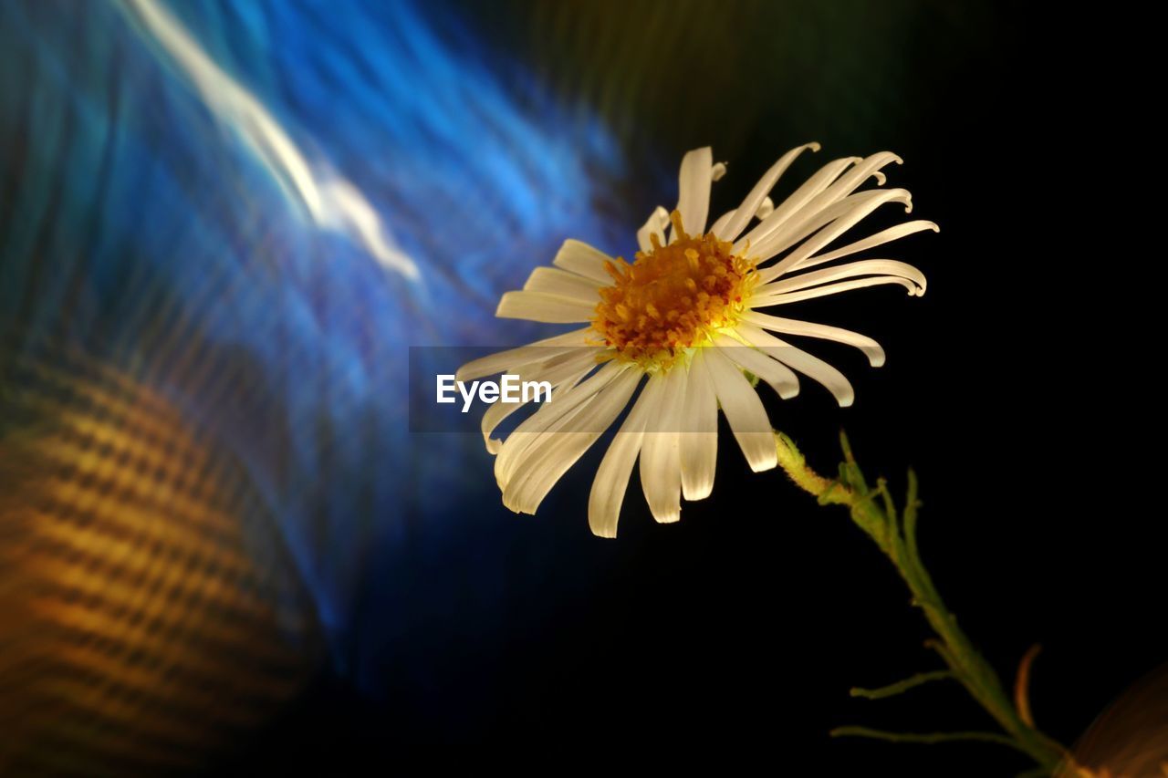 CLOSE-UP OF WHITE DAISY FLOWER