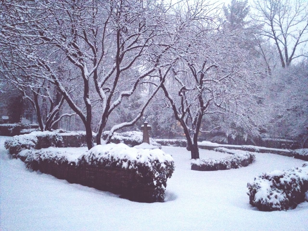 SNOW COVERED TREES ON LANDSCAPE