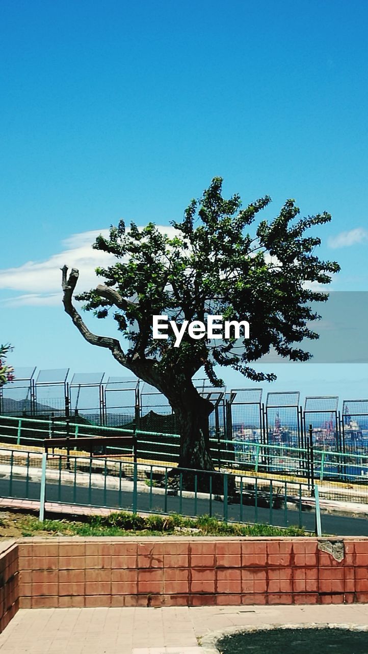 TREES AGAINST BLUE SKY