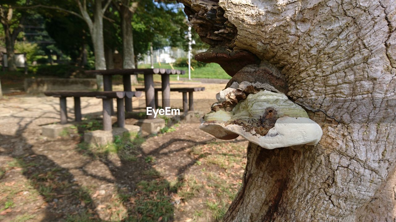 CLOSE-UP OF SNAKE ON TREE TRUNK