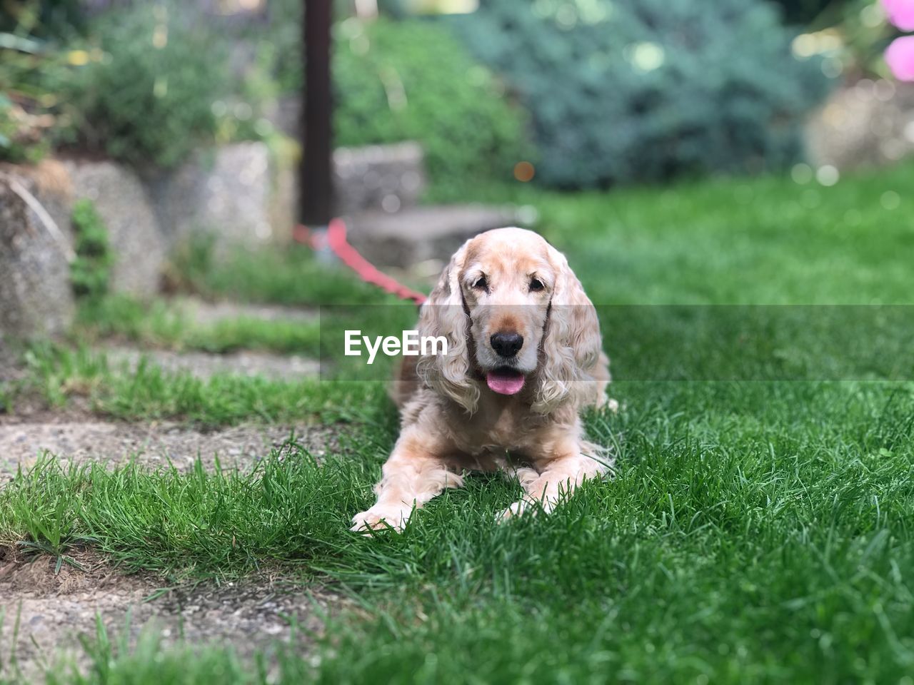 Portrait of dog relaxing on grass