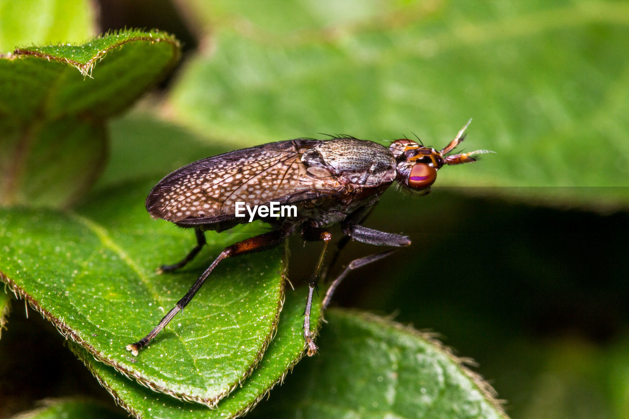 CLOSE-UP OF HOUSEFLY ON PLANT