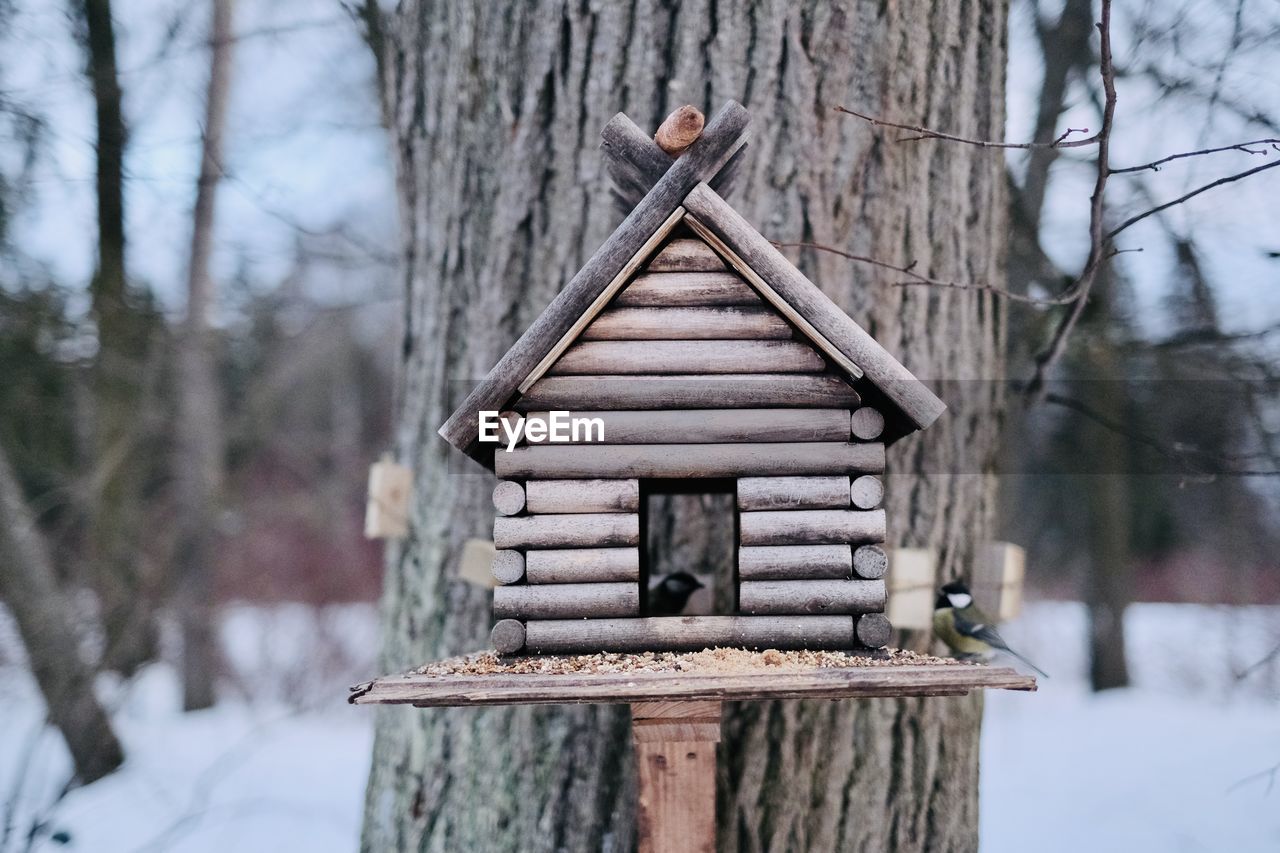 wood, tree, winter, snow, cold temperature, nature, architecture, birdhouse, built structure, no people, plant, sugar house, tree trunk, day, trunk, building exterior, forest, outdoors, focus on foreground, house, beauty in nature, bare tree, tranquility, land, landscape, building, bird feeder, scenics - nature, hut, environment, non-urban scene, branch