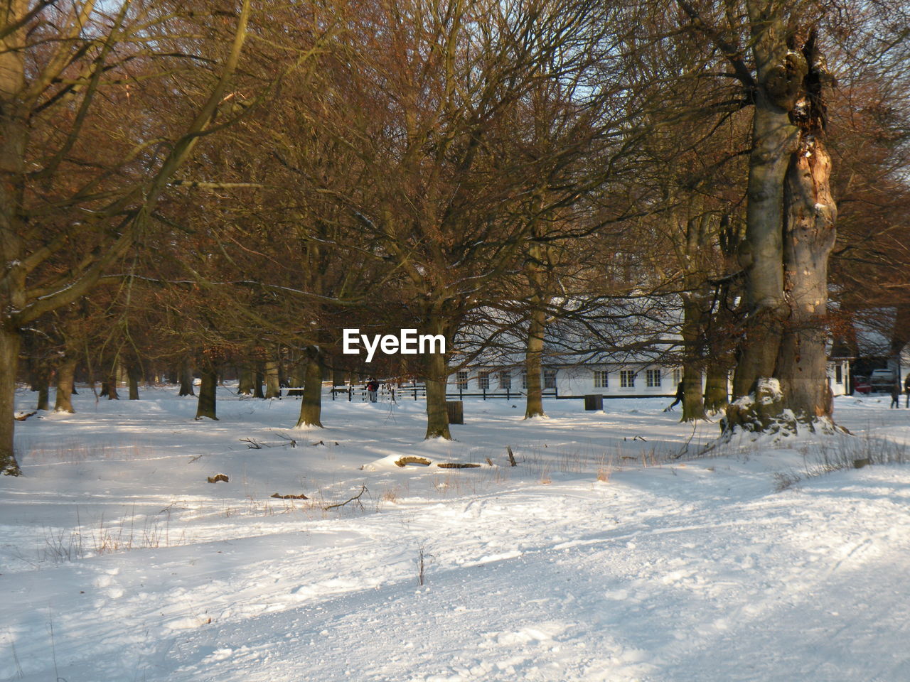 TREES IN SNOW COVERED LANDSCAPE