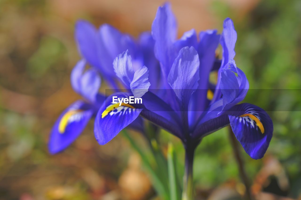 flowering plant, flower, plant, freshness, beauty in nature, purple, close-up, fragility, petal, nature, flower head, blue, growth, inflorescence, focus on foreground, no people, iris, macro photography, outdoors, crocus, botany, selective focus, springtime, wildflower, day, blossom