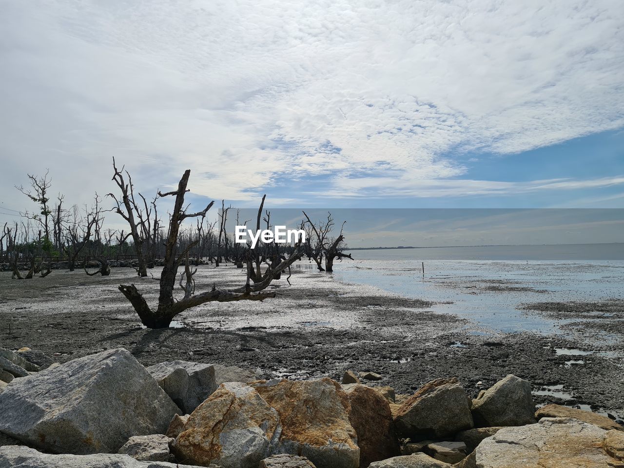 VIEW OF DRIFTWOOD ON BEACH
