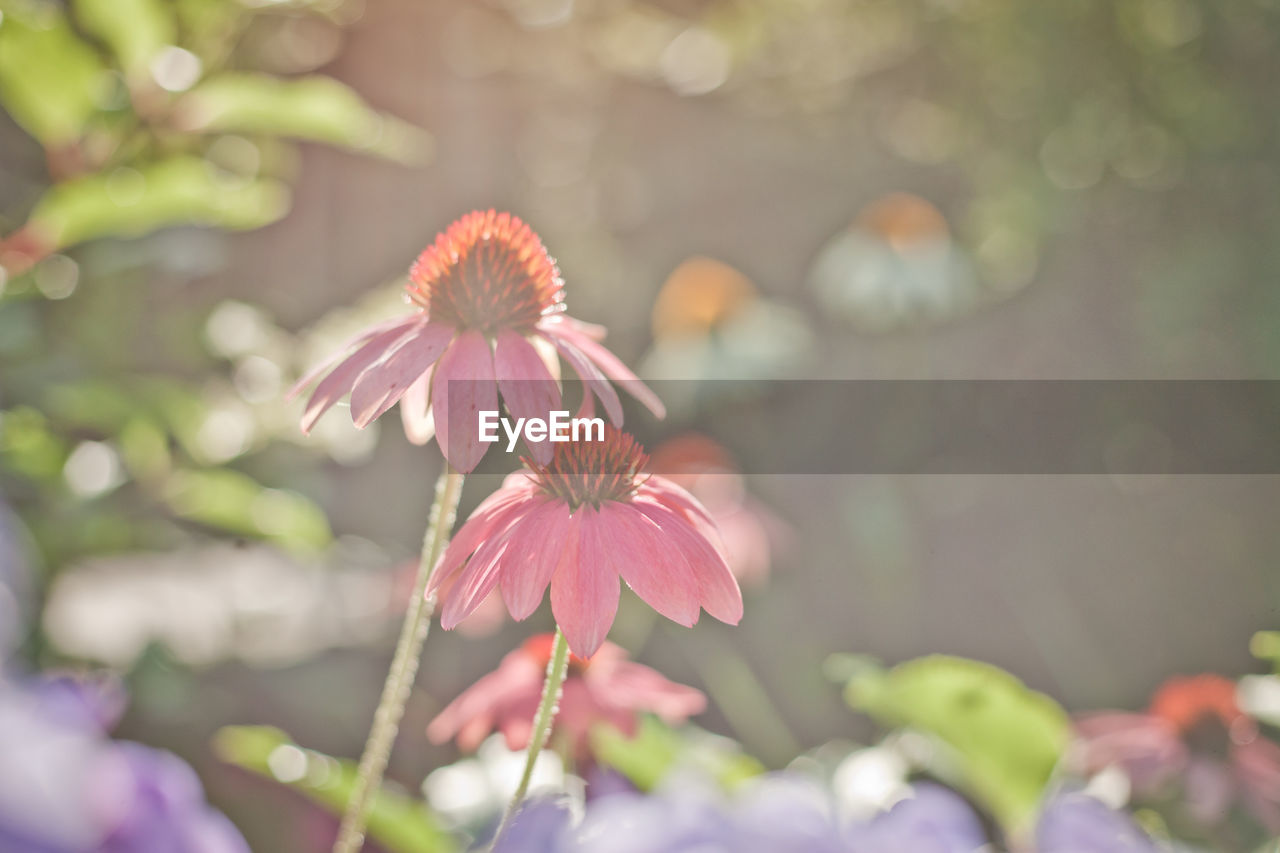 CLOSE-UP OF PINK FLOWER