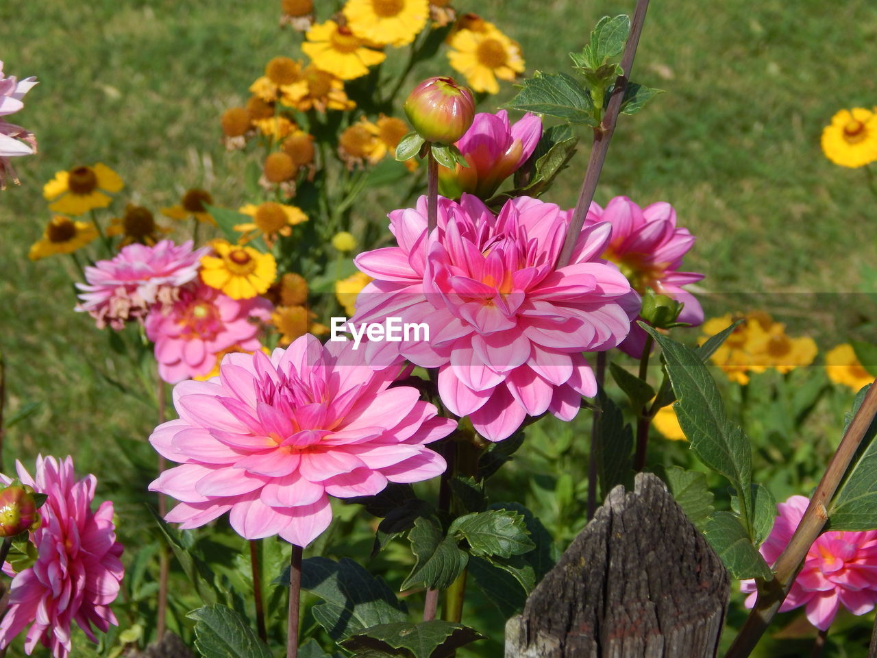 CLOSE-UP OF FRESH PINK FLOWERS