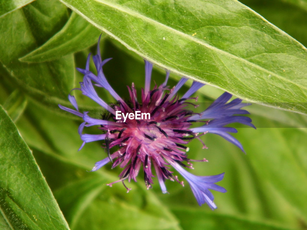 CLOSE-UP OF PURPLE FLOWER BLOOMING IN PLANT