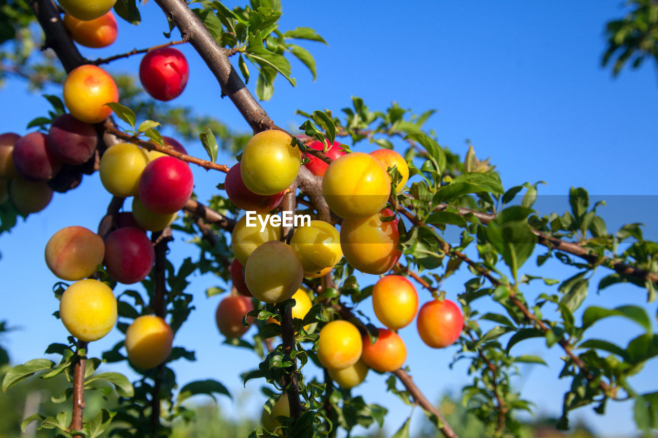 fruit, food and drink, food, healthy eating, tree, plant, growth, leaf, nature, agriculture, freshness, plant part, sky, fruit tree, branch, produce, wellbeing, ripe, crop, organic, flower, citrus fruit, juicy, no people, blue, outdoors, abundance, landscape, harvesting, orchard, summer, low angle view, yellow, rural scene, sunny, sunlight, day, clear sky, environment, hanging, multi colored, close-up, red, land, green, large group of objects