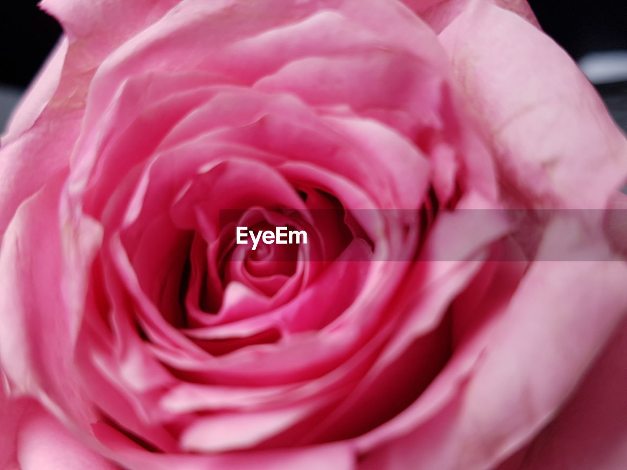 EXTREME CLOSE-UP OF PINK ROSE