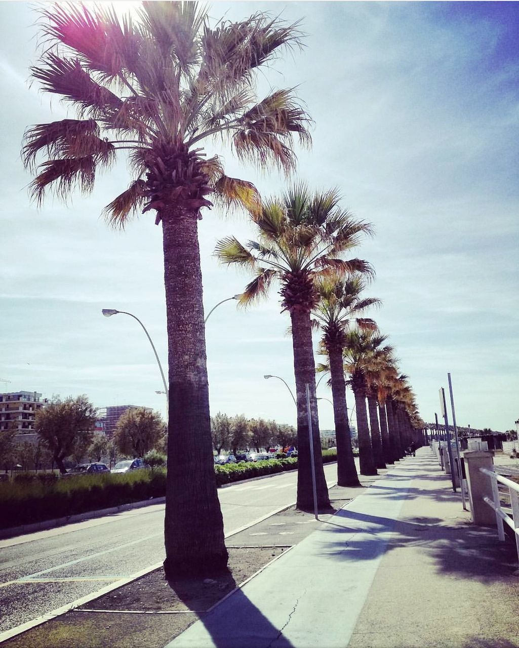 PALM TREES AT BEACH