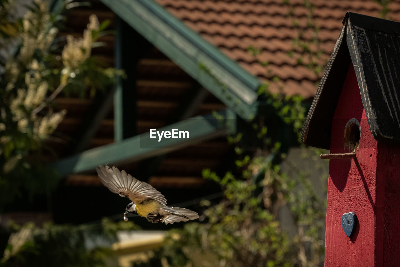 Flying birds in the backyard.