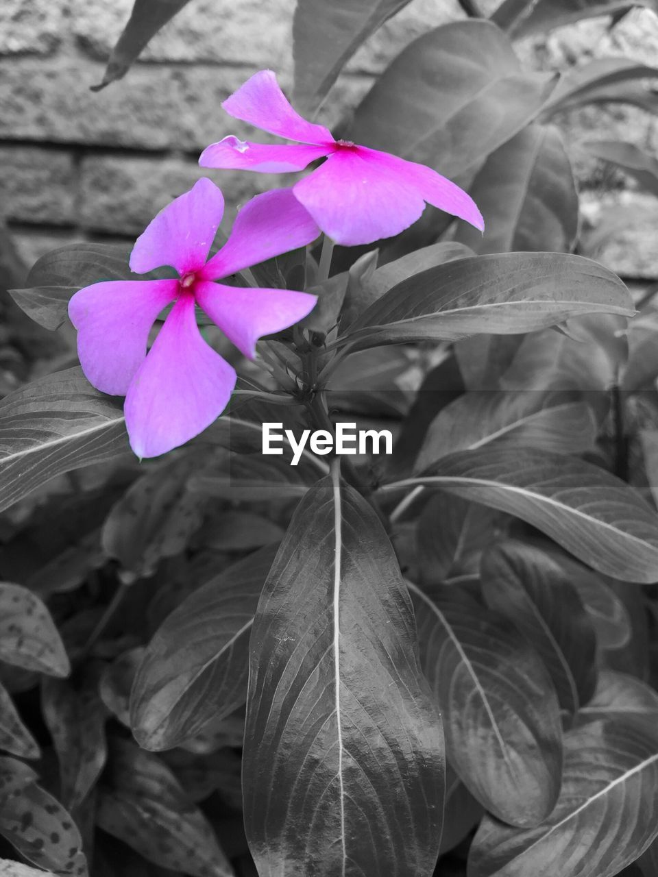 Close-up of pink flowers