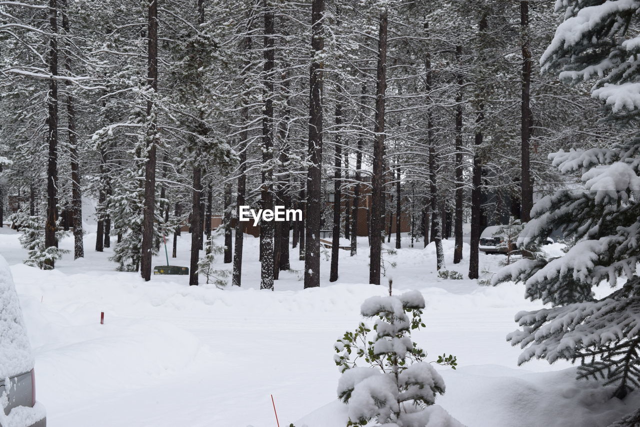 TREES IN SNOW COVERED FOREST