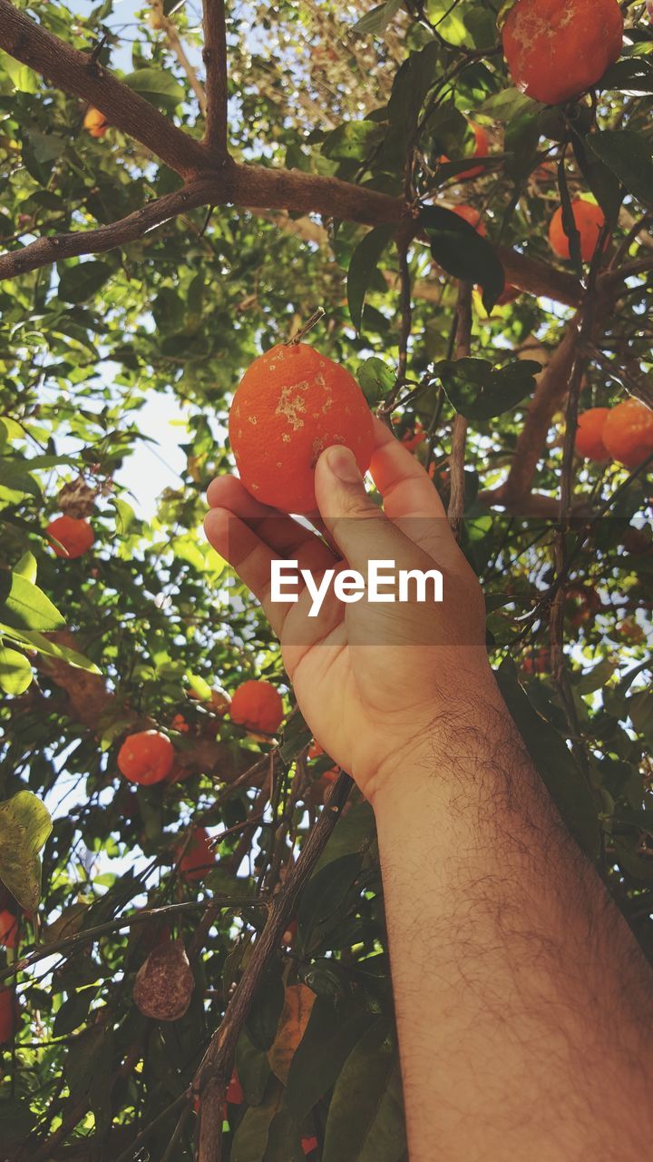 Cropped image of hand picking fruits from tree