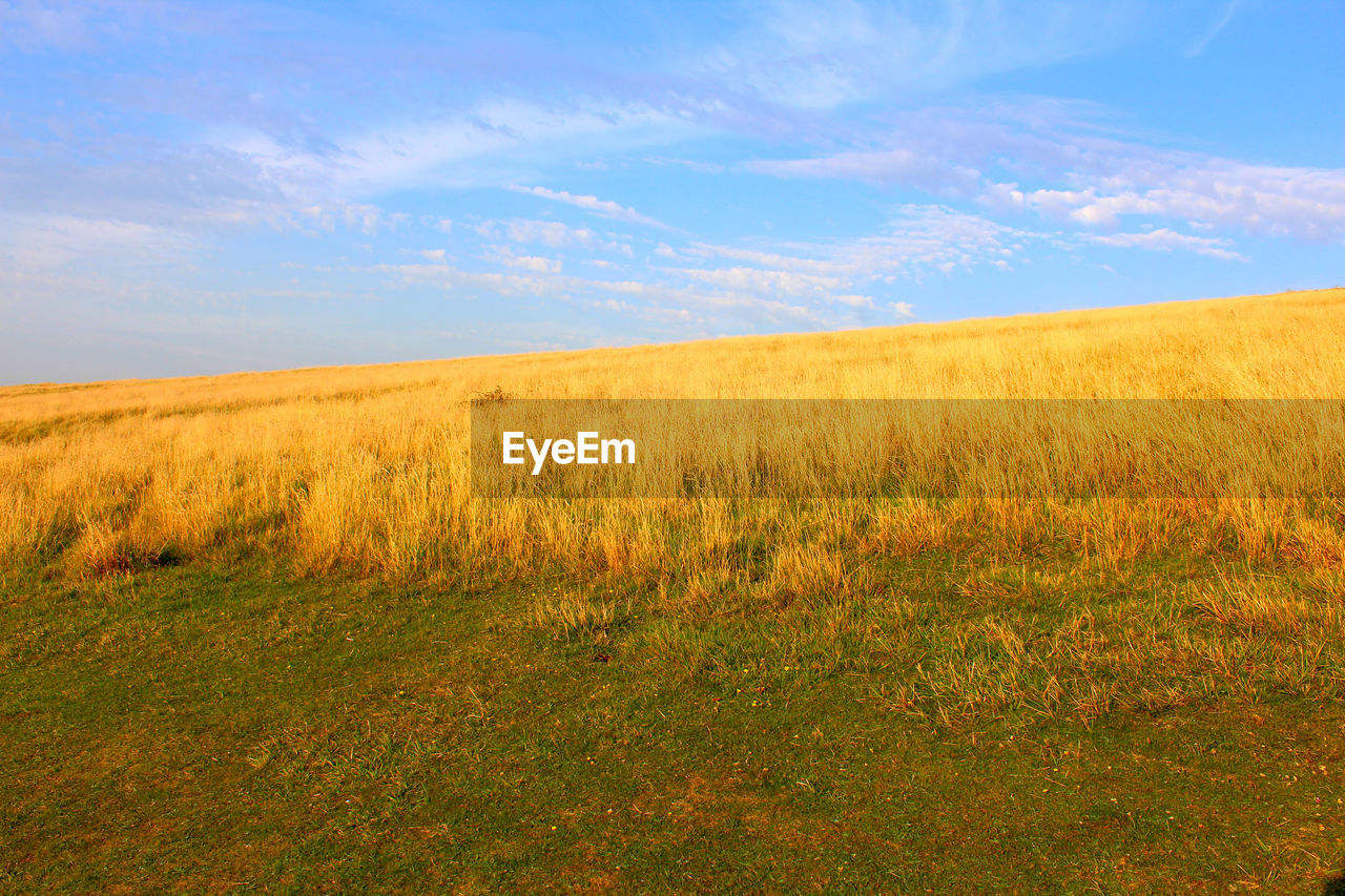 Scenic view of field against sky