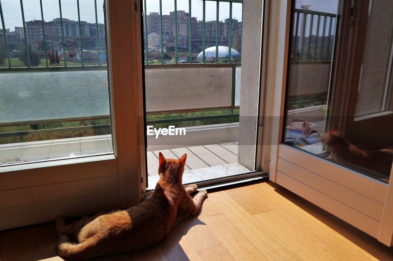 CAT RELAXING ON FLOOR IN GLASS WINDOW