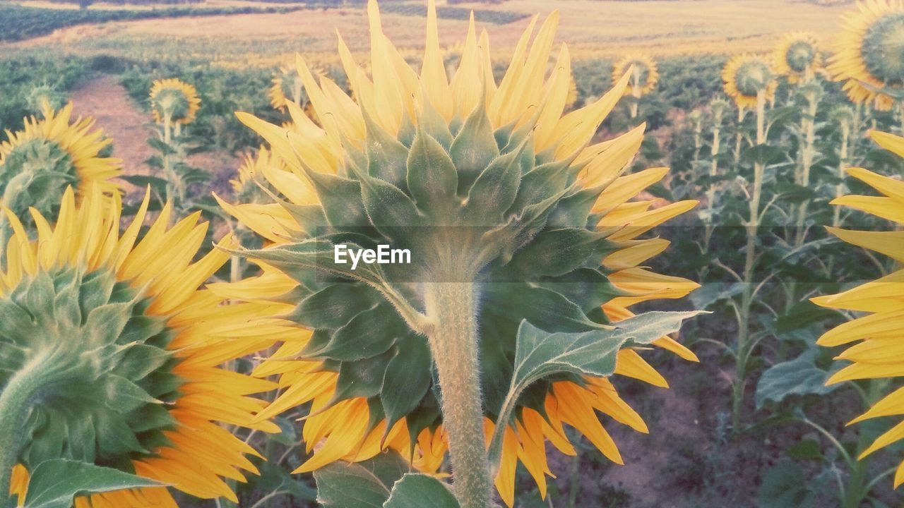 CLOSE-UP OF YELLOW FLOWERING PLANT