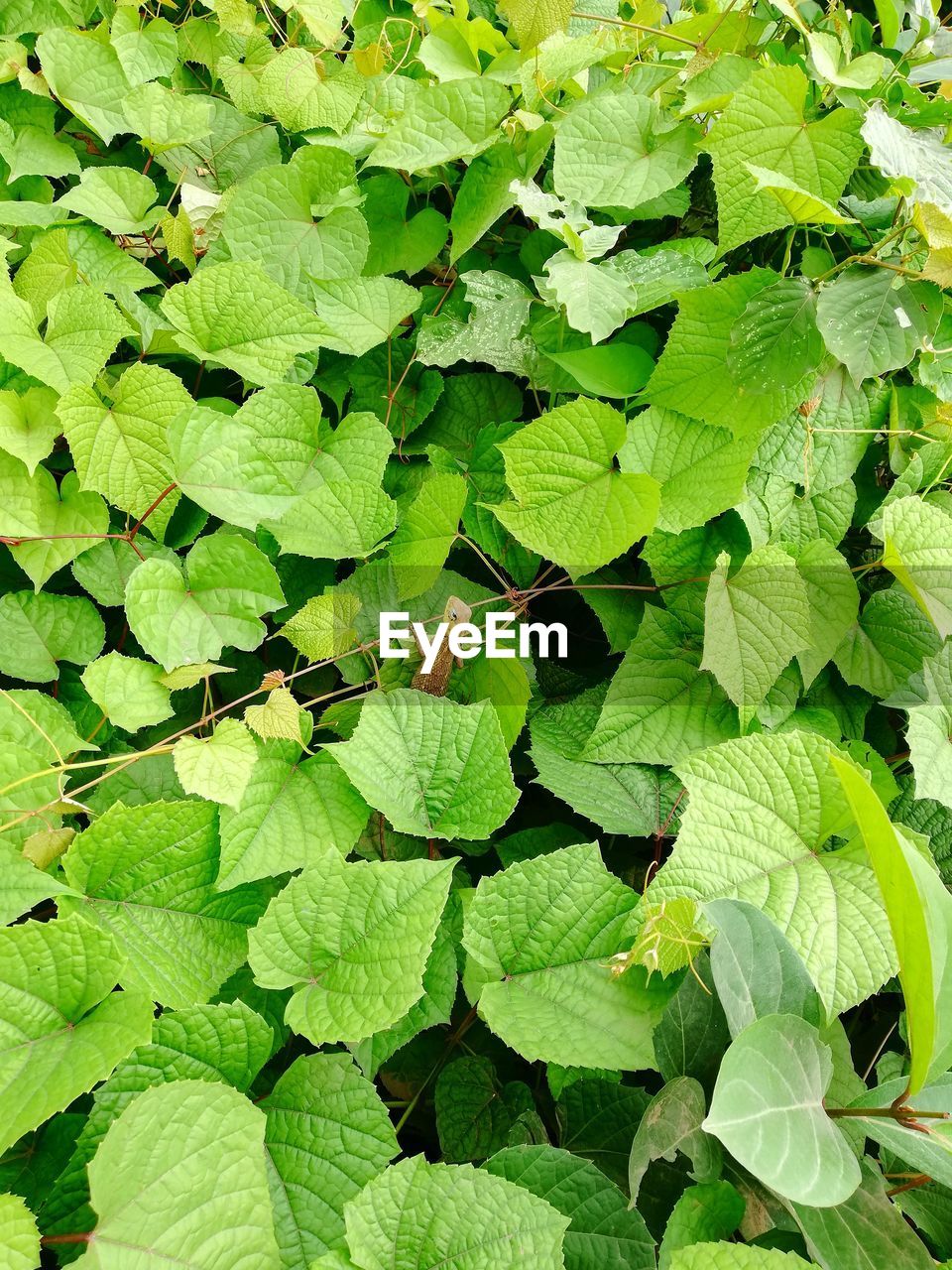 High angle view of insect on leaves