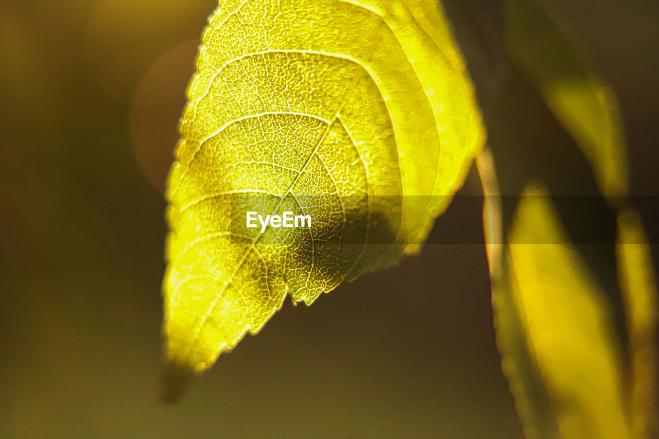 Close-up of yellow leaves