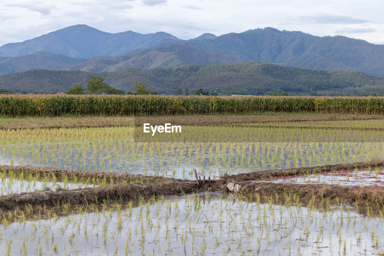 Scenic view of field against mountain