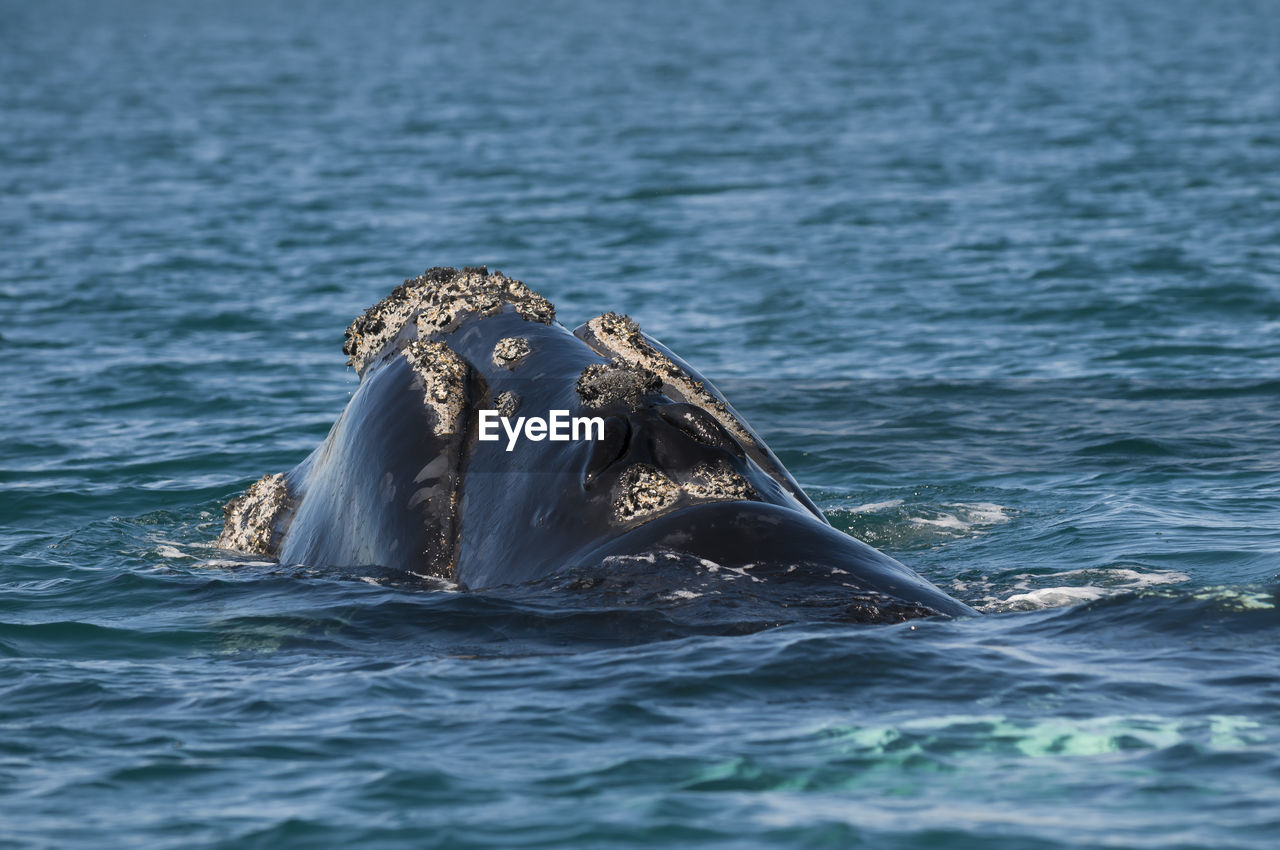 VIEW OF WHALE SWIMMING IN SEA