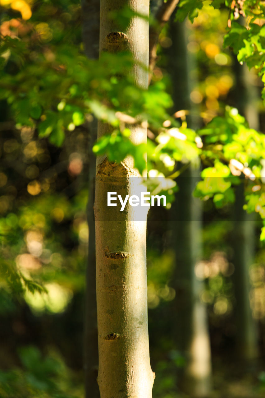 Close-up of bamboo tree trunk