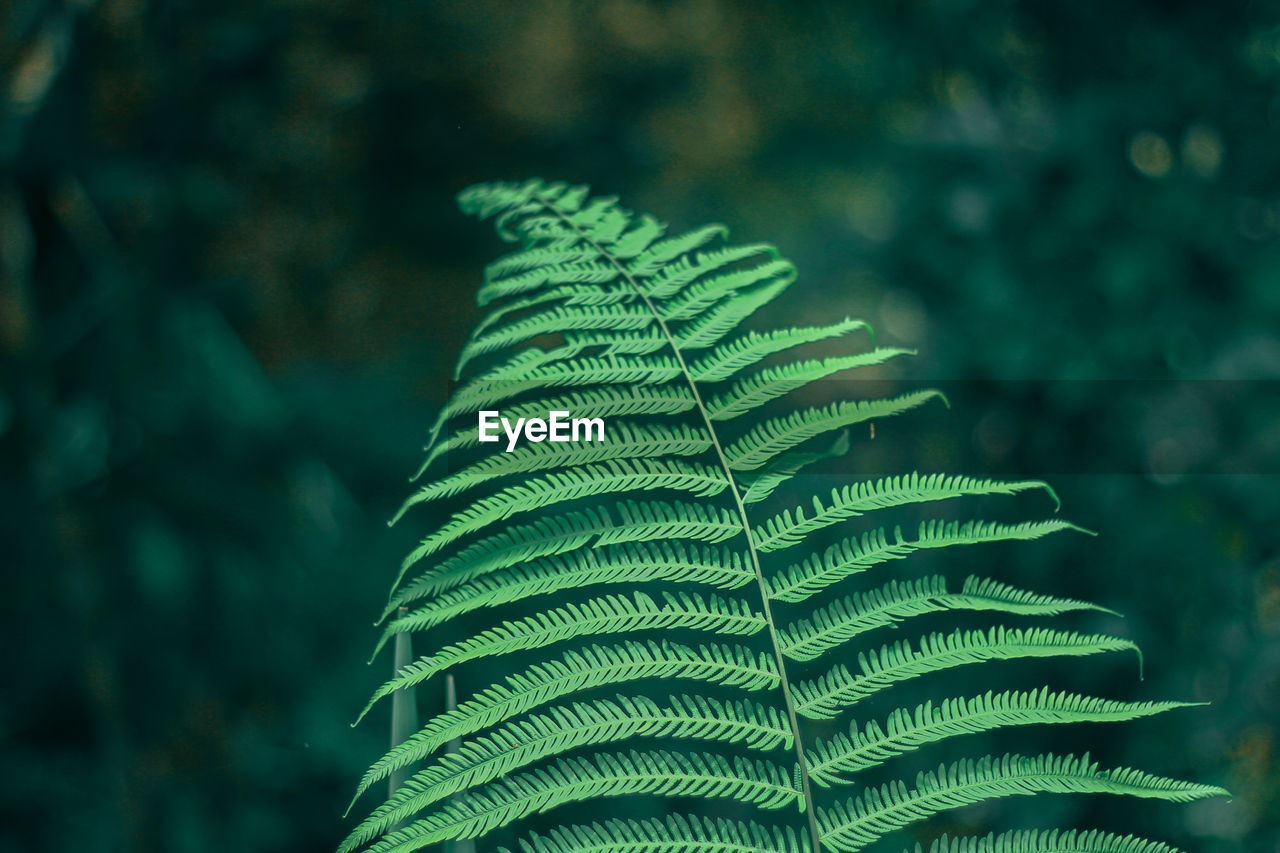 CLOSE-UP OF FRESH GREEN LEAVES ON PLANT