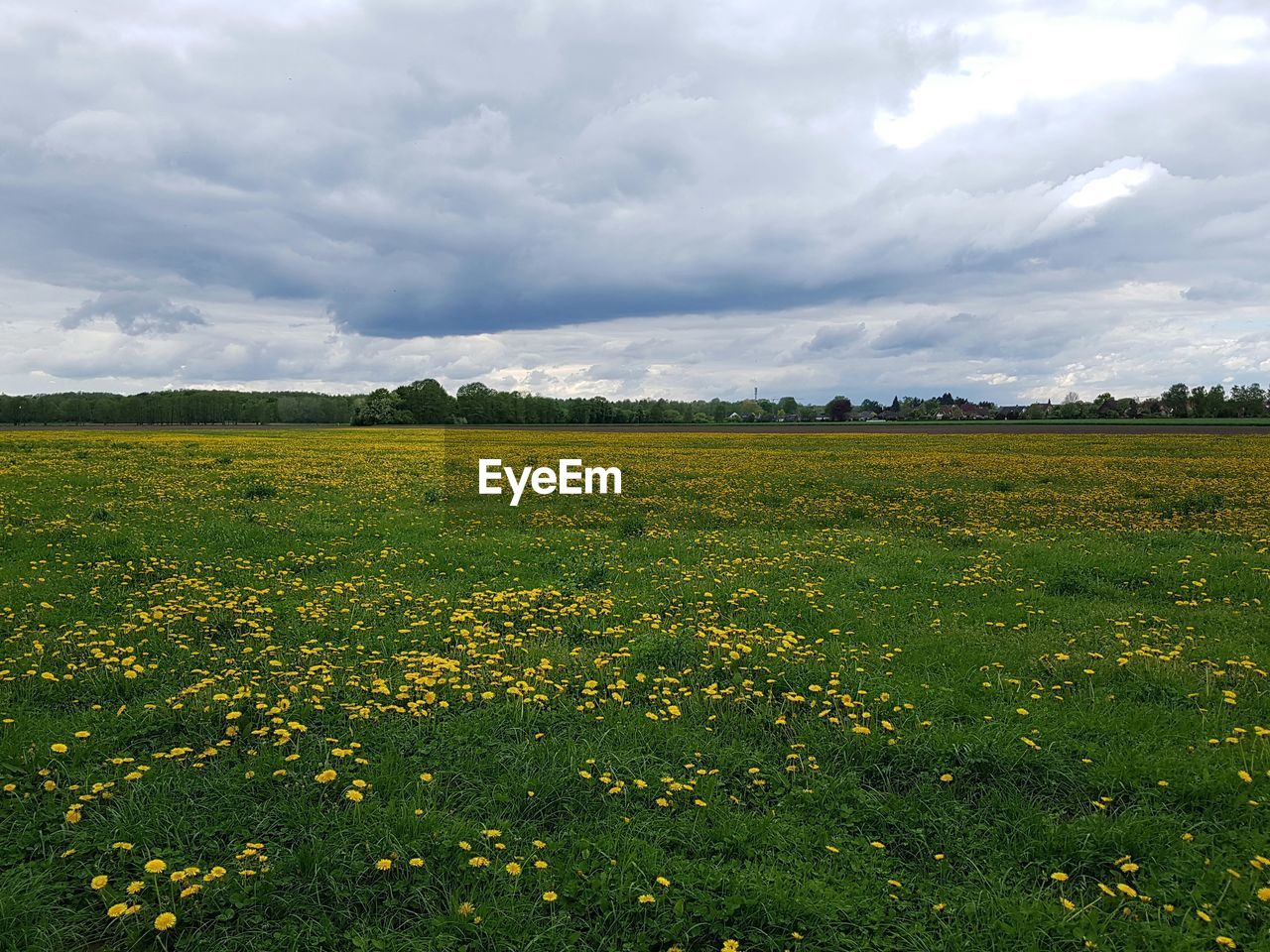 SCENIC VIEW OF OILSEED RAPE FIELD AGAINST SKY