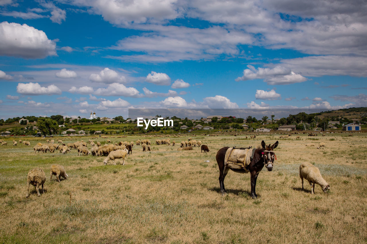 HERD OF SHEEP GRAZING ON FIELD AGAINST SKY