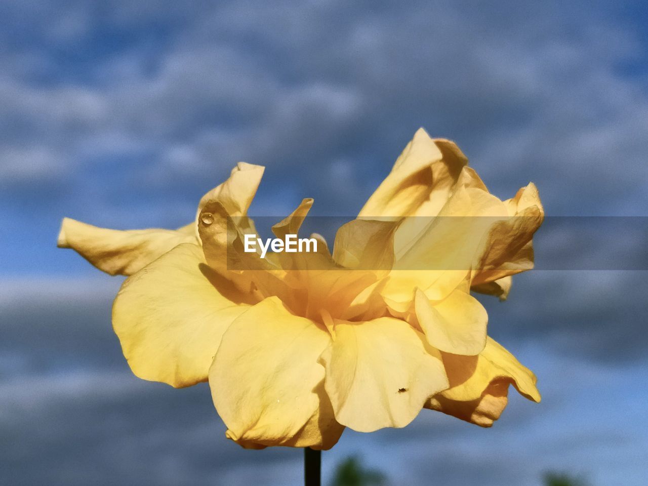 LOW ANGLE VIEW OF YELLOW FLOWERING PLANT