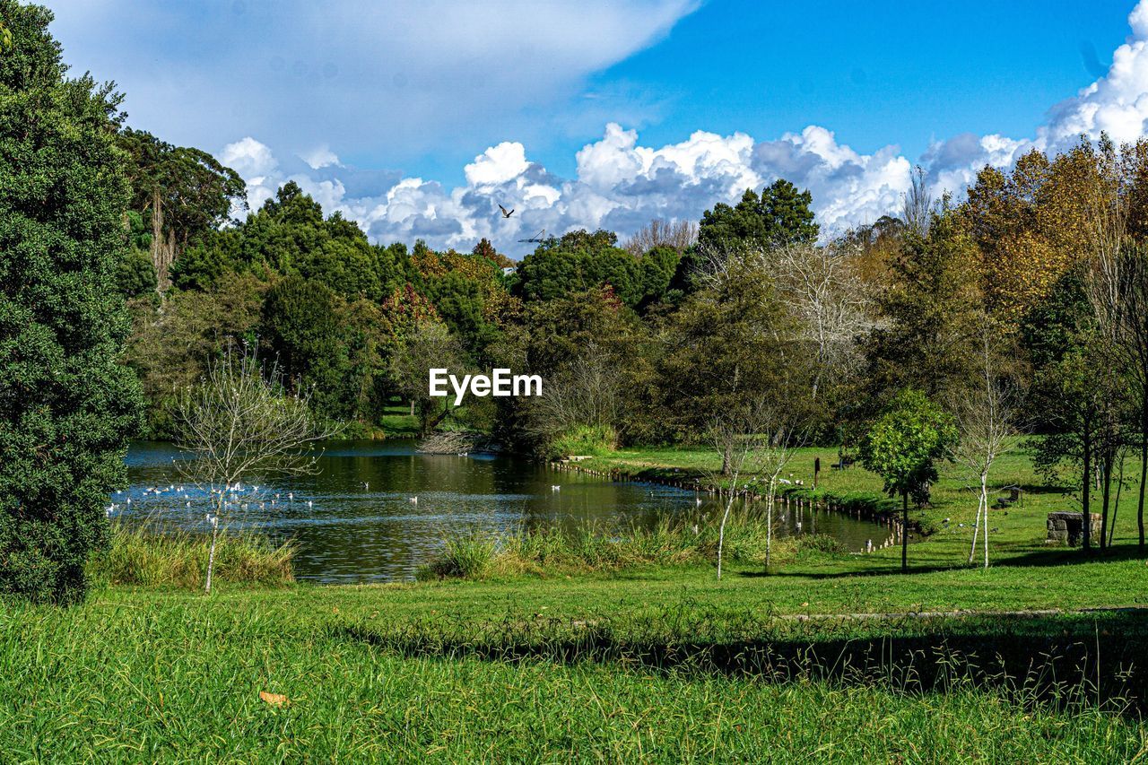 Scenic view of lake by trees against sky