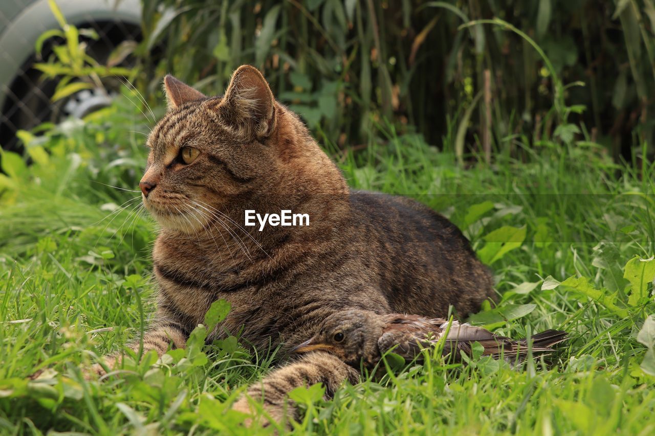 View of a cat on field