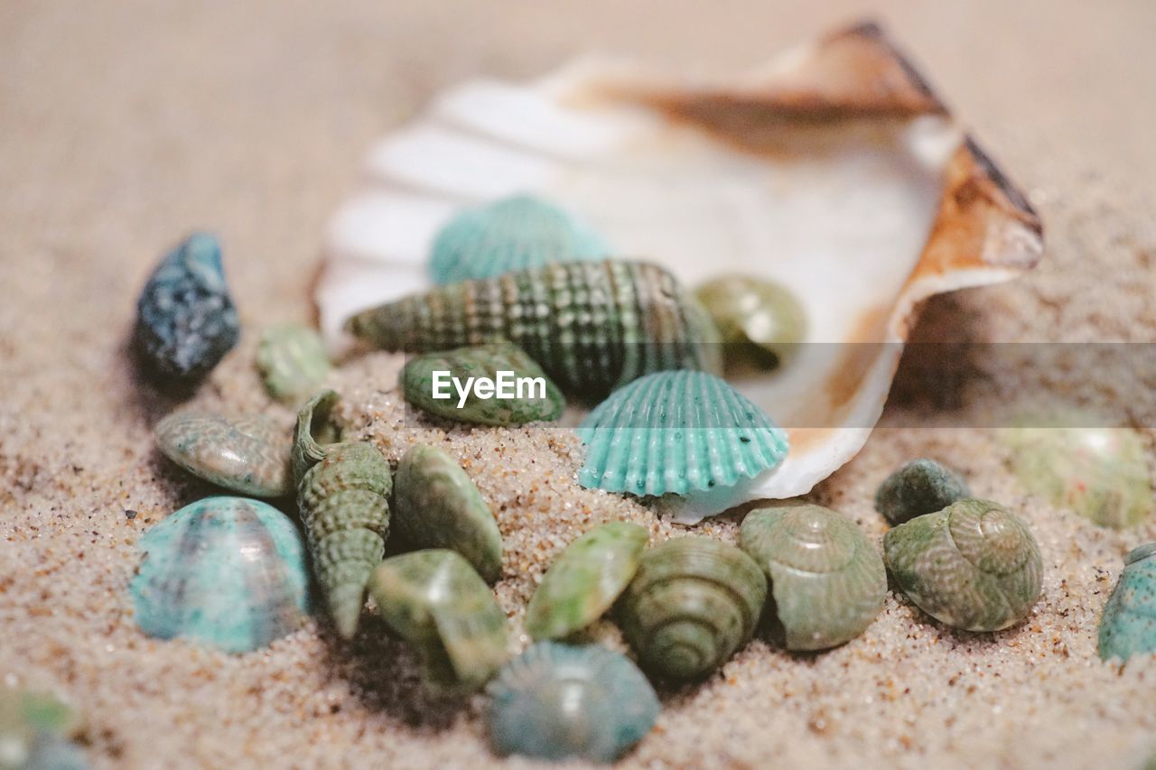 High angle view of tiny seashells 