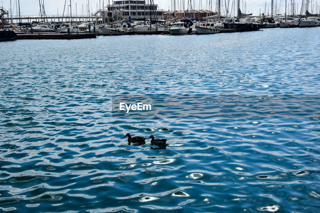 HIGH ANGLE VIEW OF DUCKS SWIMMING ON WATER