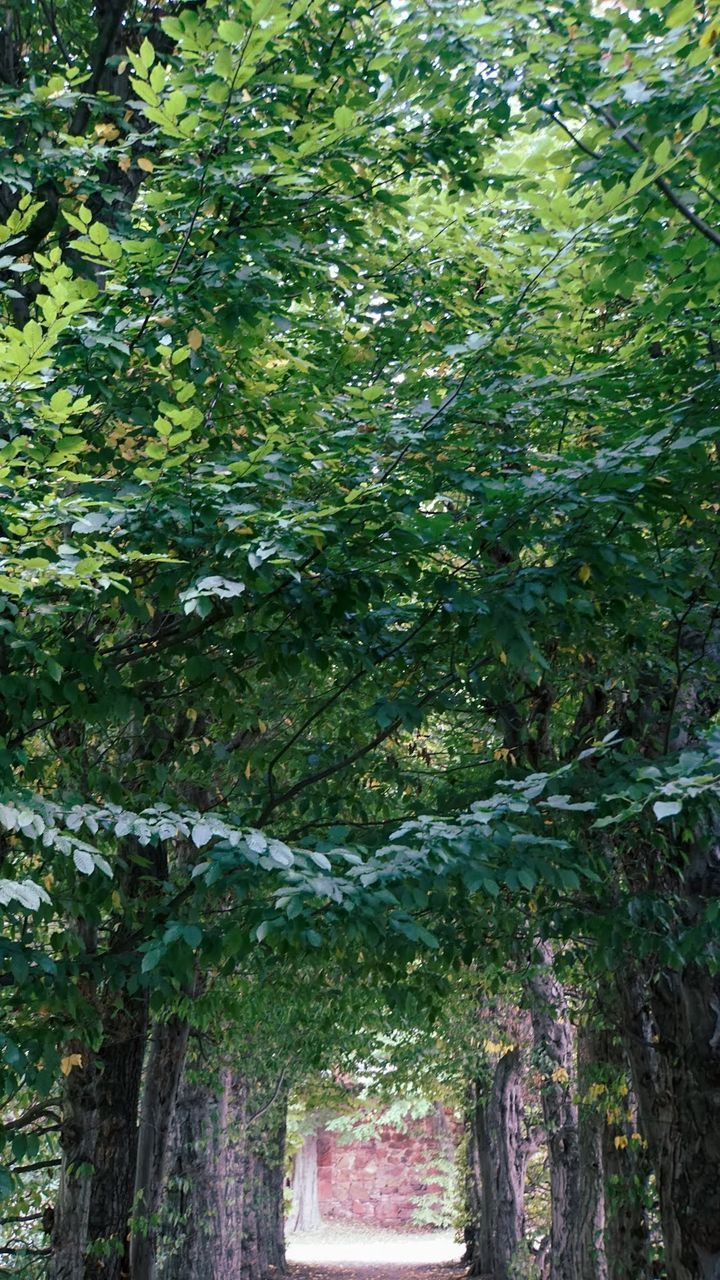 plant, tree, growth, green, woodland, forest, no people, nature, leaf, day, architecture, flower, beauty in nature, garden, outdoors, built structure, autumn, tranquility, land, foliage, lush foliage, branch, sunlight