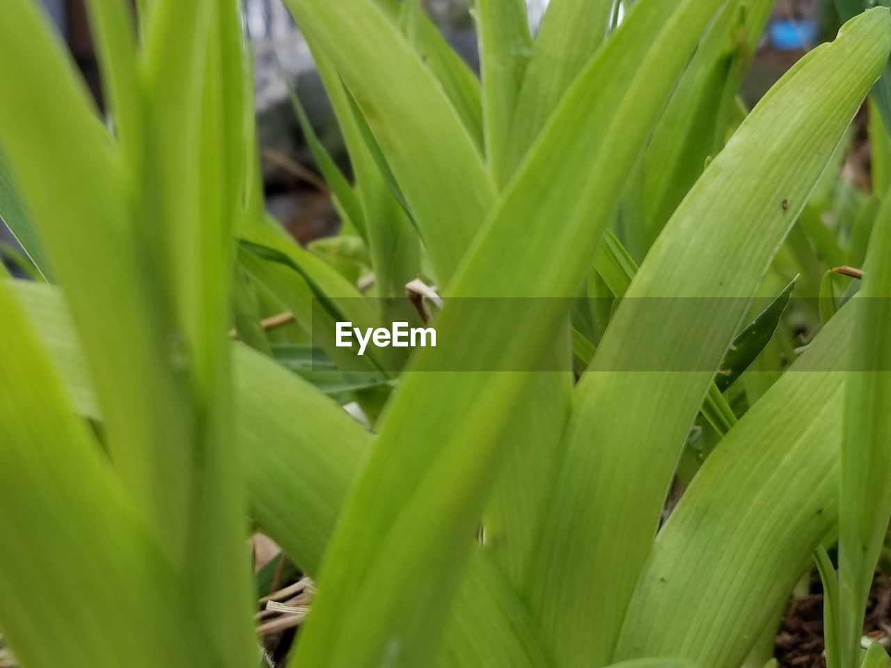 CLOSE-UP OF FRESH GREEN PLANT