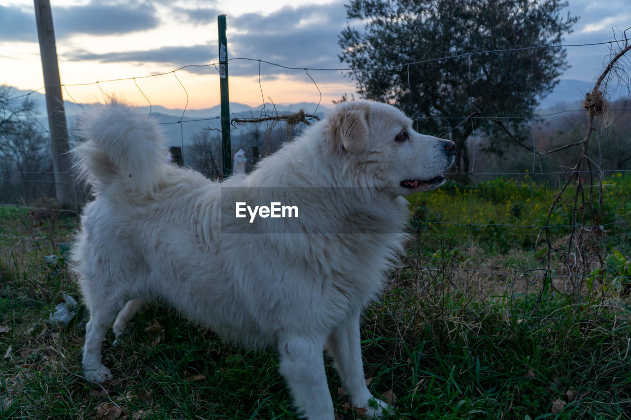 DOG STANDING ON FIELD