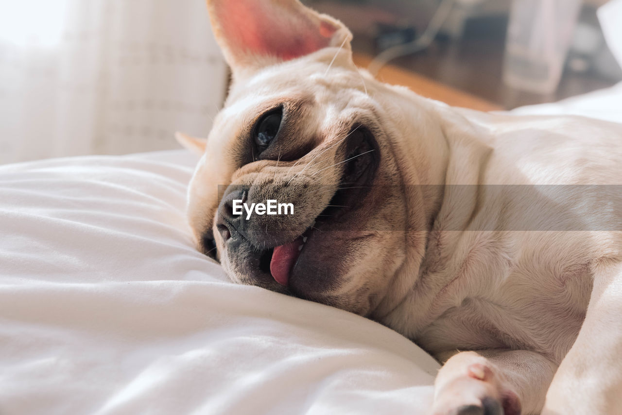 Close-up of a dog resting