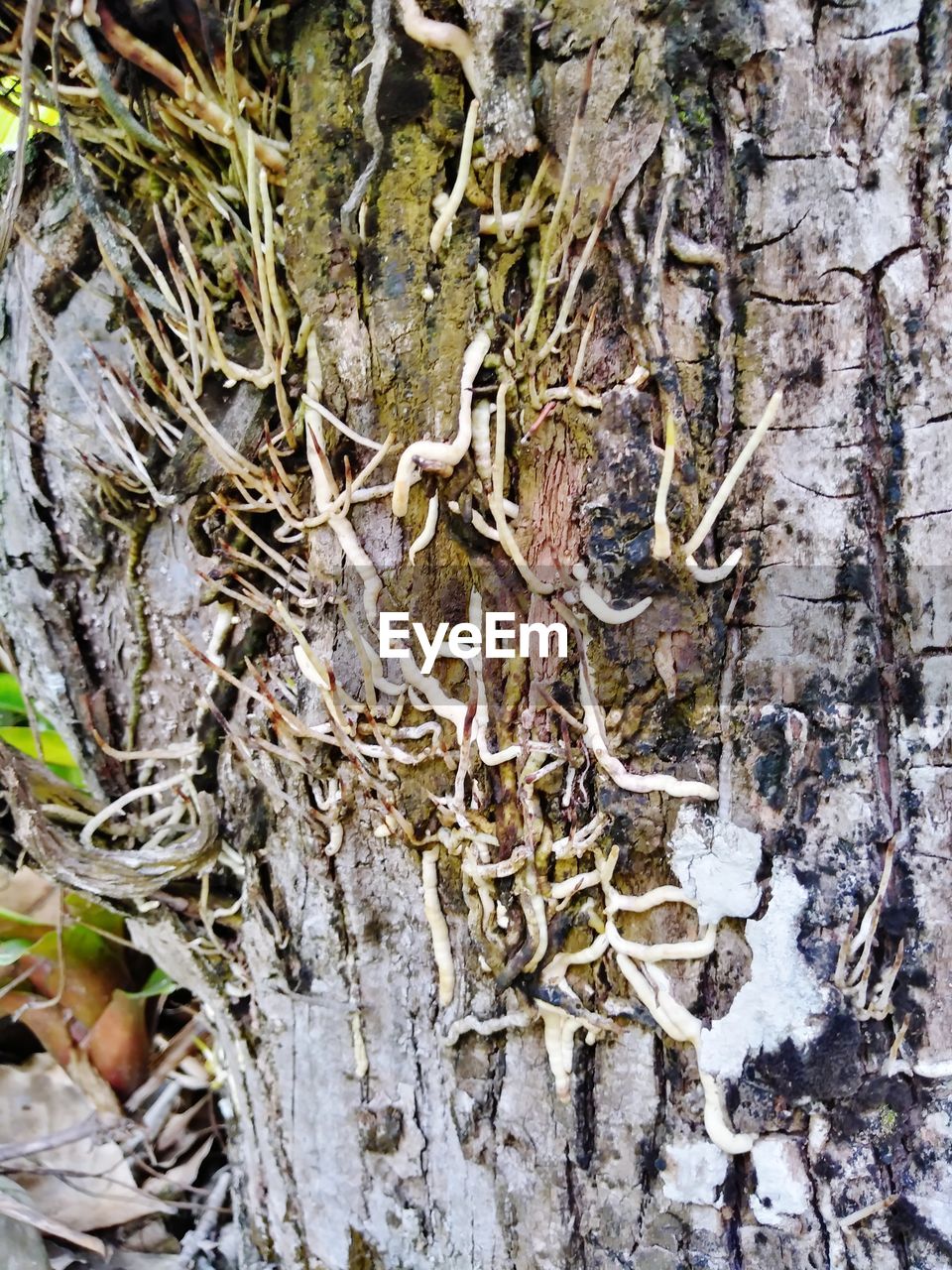 CLOSE-UP OF TREE TRUNK