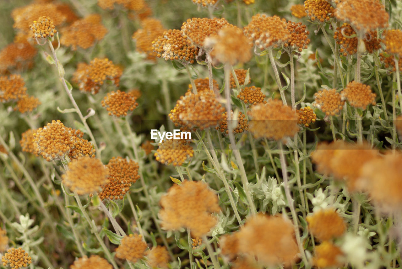 Full frame shot of flowering plants